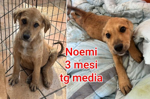 Ancora troppi cuccioli senza casa Foto 2