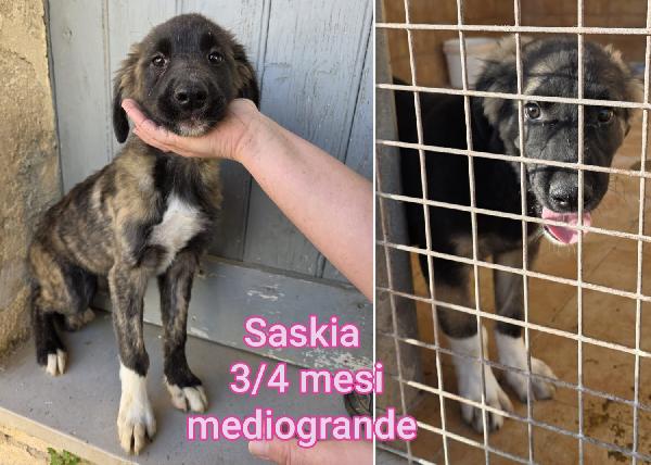 Ancora troppi cuccioli senza casa Foto 5