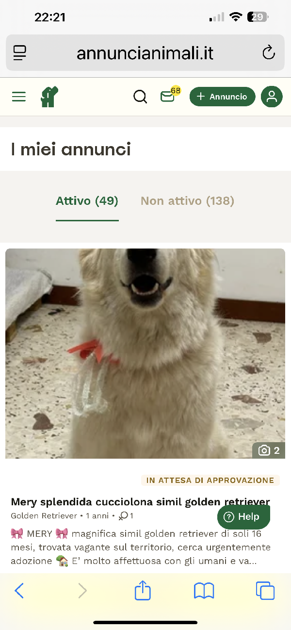 Mery Splendida Simil Golden Retriever 