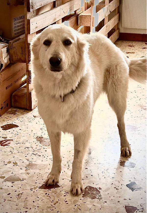 Mery splendida simil golden retriever  Foto 2