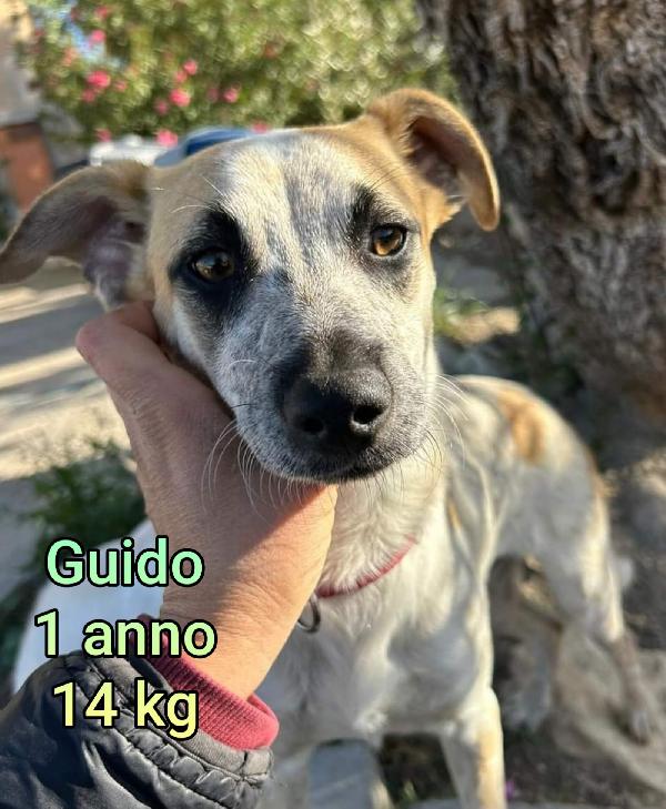 Cagnolini piccoli&mediopiccoli Foto 2