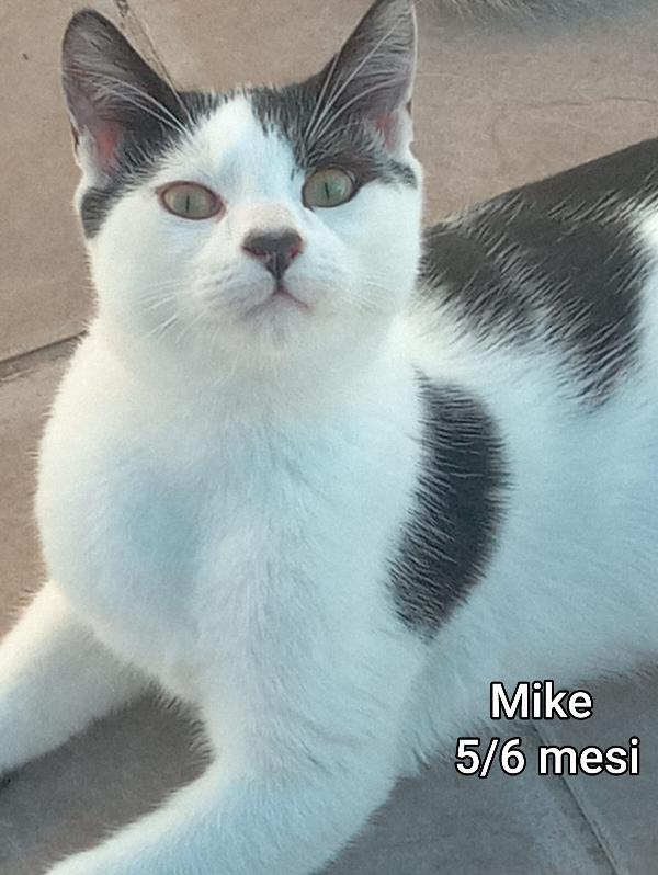 SALVA UN GATTINO! Foto 4