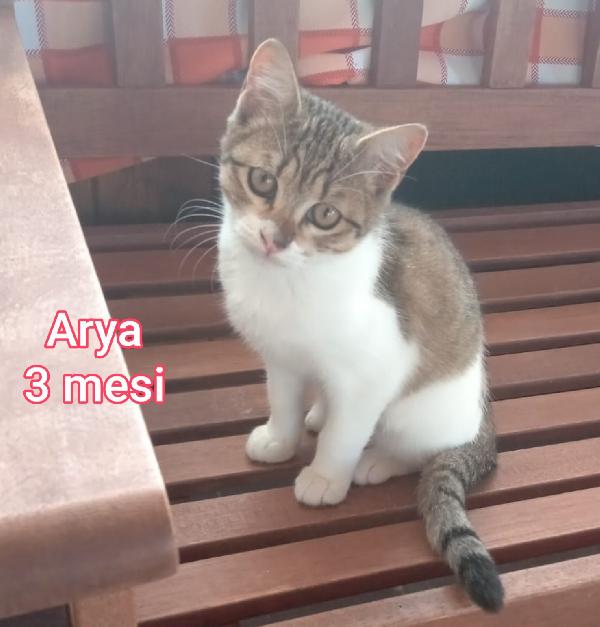 SALVA UN GATTINO! Foto 5