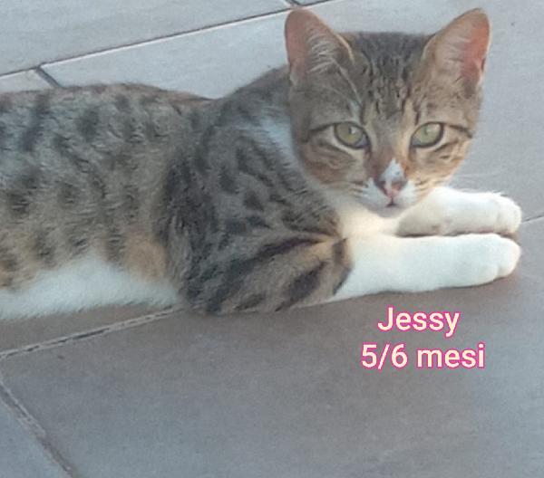 SALVA UN GATTINO! Foto 7