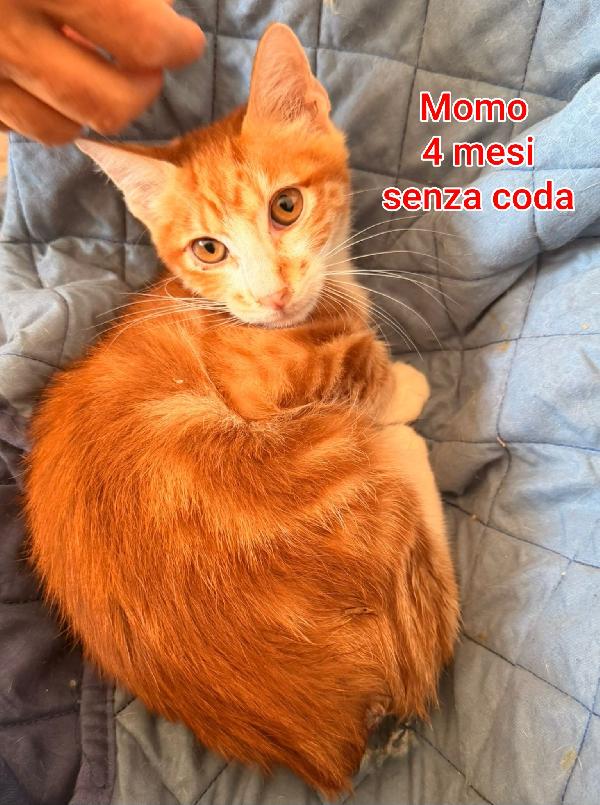 SALVA UN GATTINO! Foto 10