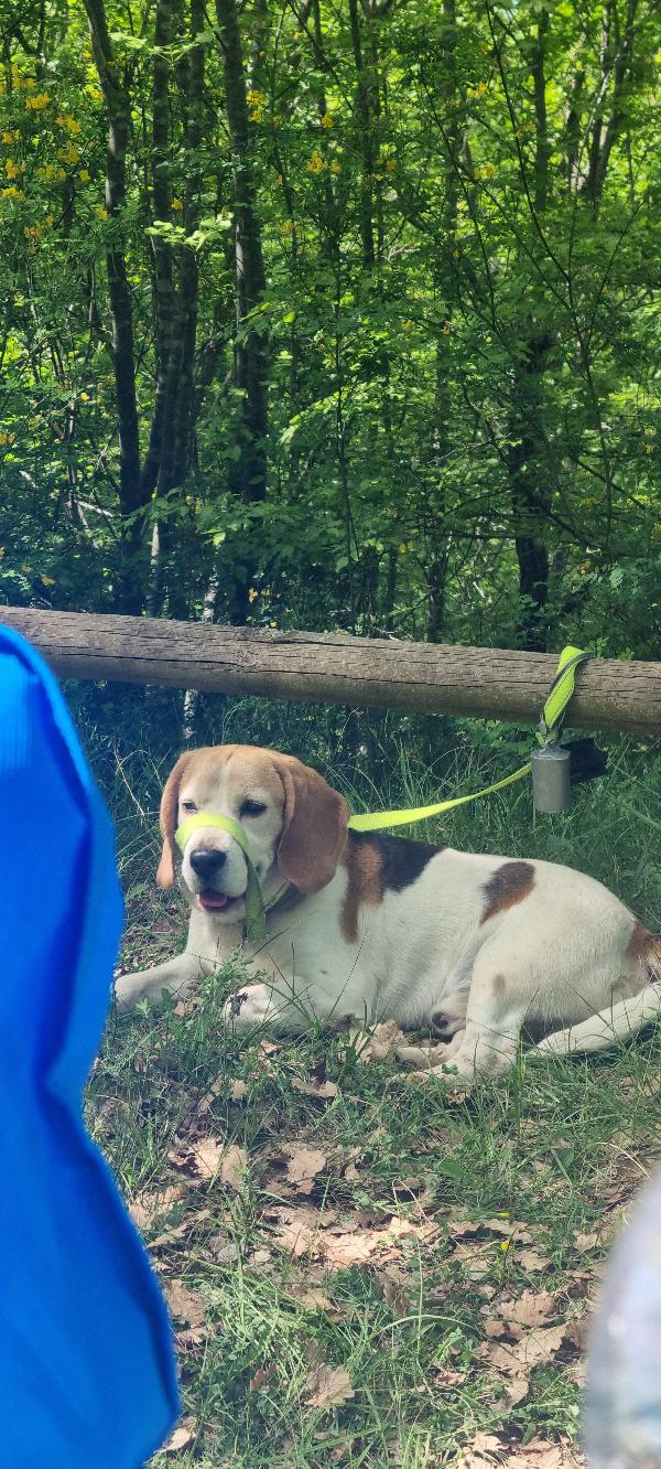 Beagle Maschio Di 7 Anni Cerca Casa