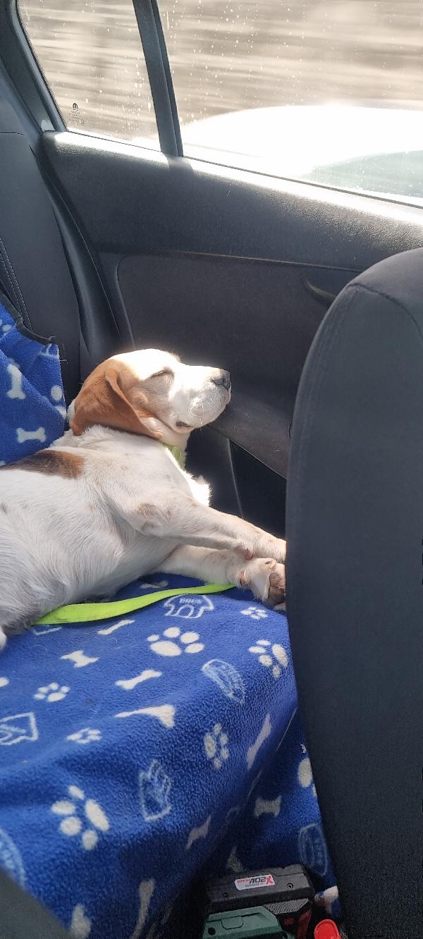 Beagle maschio di 7 anni cerca casa Foto 2