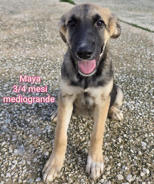 ADOTTA UN CUCCIOLO! Foto 2