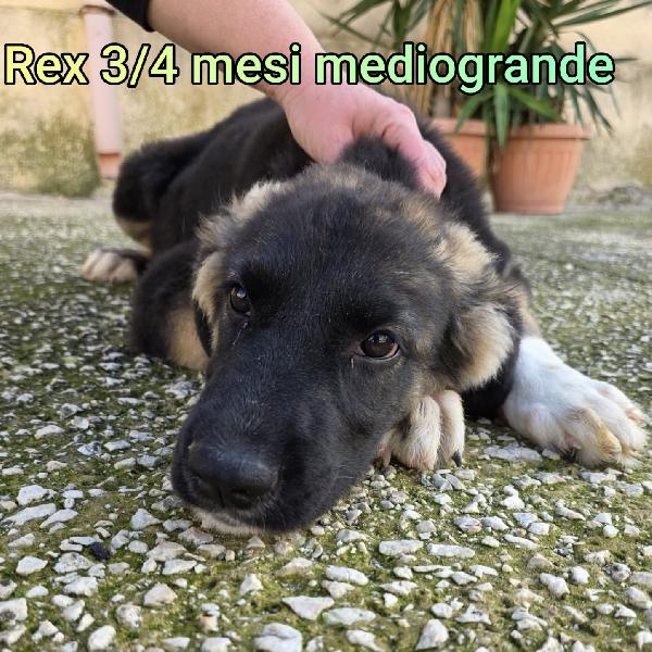 ADOTTA UN CUCCIOLO! Foto 4