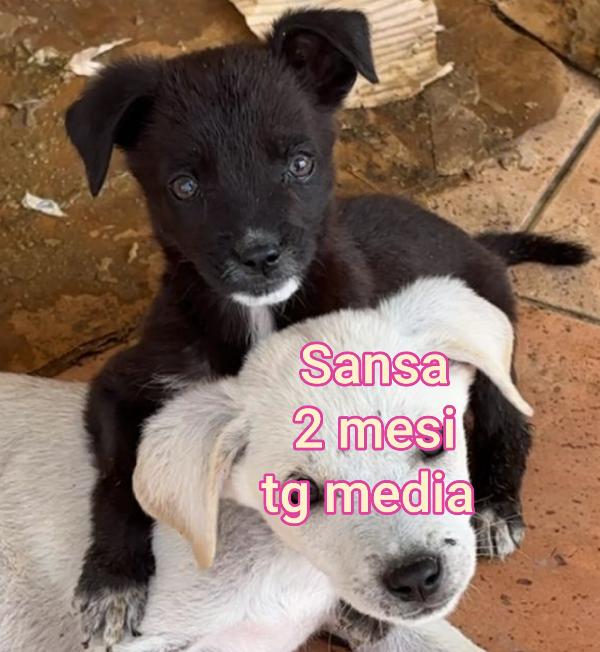 ADOTTA UN CUCCIOLO! Foto 6