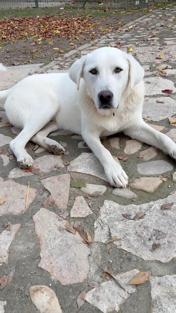 Ares♥️🐾♥️ Foto 3