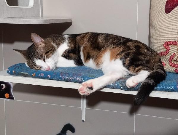 MICKY, tenero micino da adottare! Foto 4