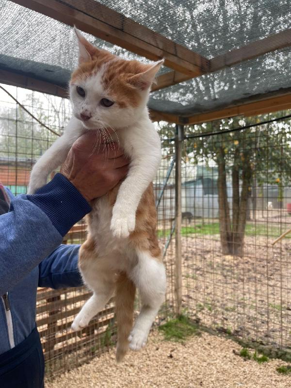 IL DOLCISSIMO POOH Foto 3