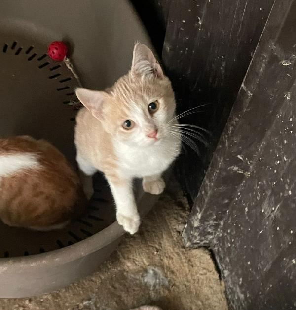 LA DOLCE PIMPI Foto 2