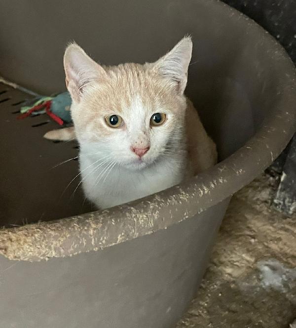 LA DOLCE PIMPI Foto 3