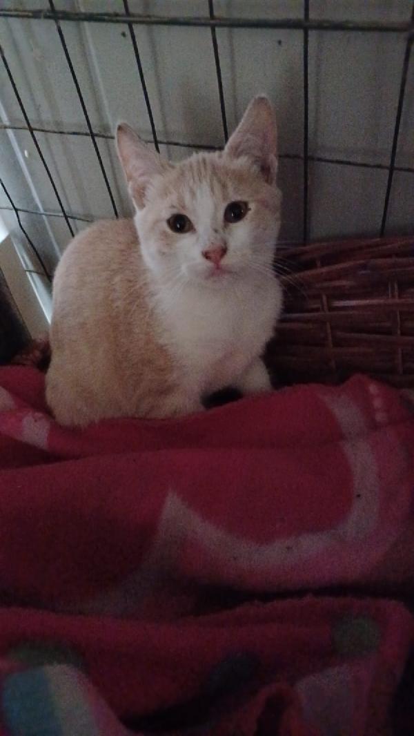 LA DOLCE PIMPI Foto 4