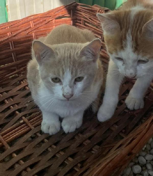 LA DOLCE PIMPI Foto 5