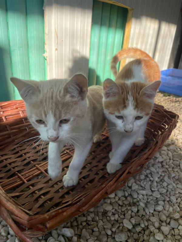 LA DOLCE PIMPI Foto 6