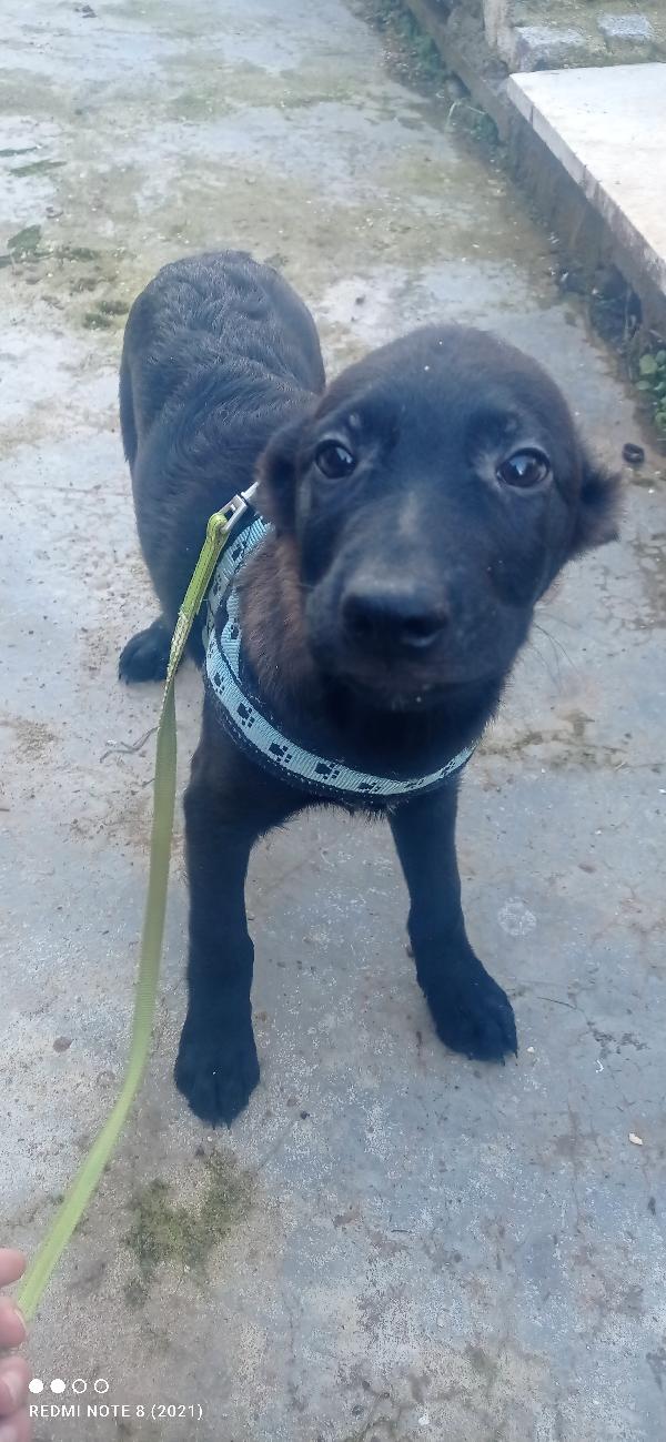 Rio bellissimo cucciolo nero Foto 2