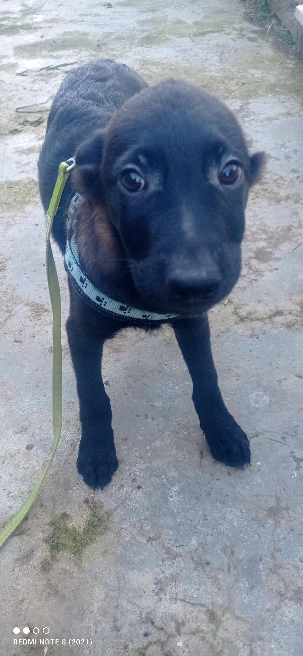 Rio bellissimo cucciolo nero Foto 3