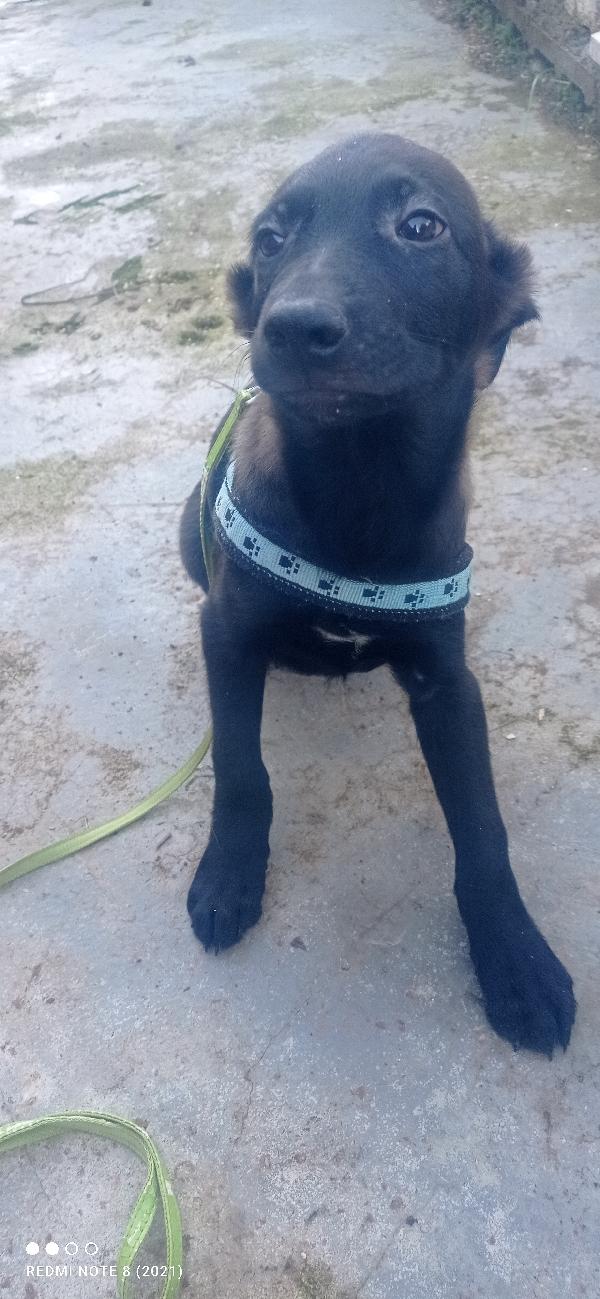 Rio bellissimo cucciolo nero Foto 5