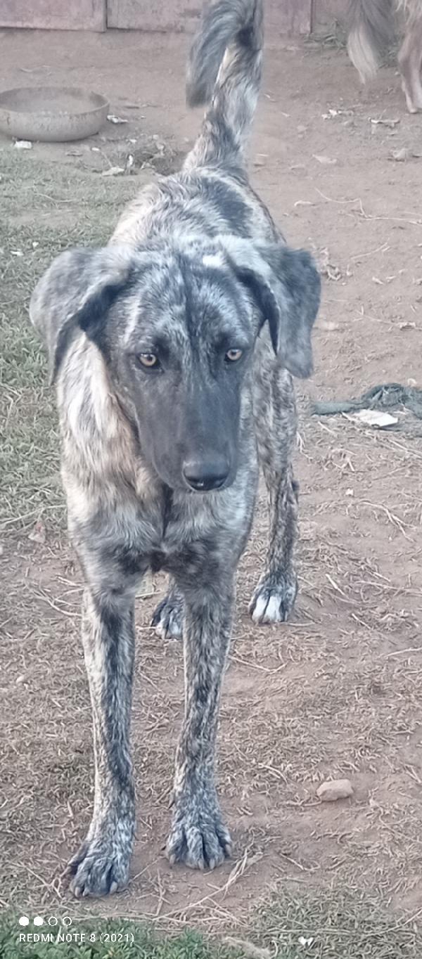 Bellissima Cagnolina ....