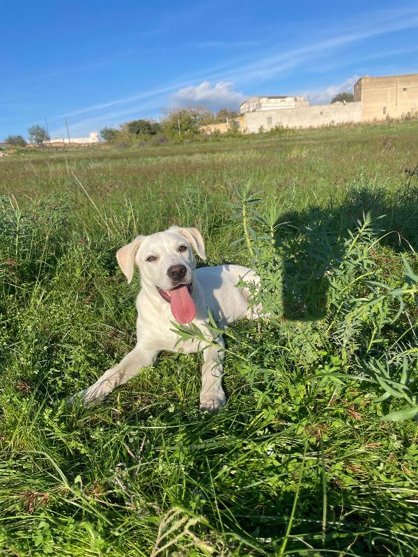 Emily, Incrocio Labrador Bellissima Aspetta L'amore Di Una Famiglia