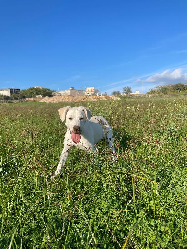 Emily, incrocio labrador bellissima aspetta l'amore di una famiglia Foto 2