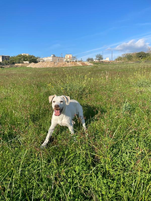 Emily, incrocio labrador bellissima aspetta l'amore di una famiglia Foto 3