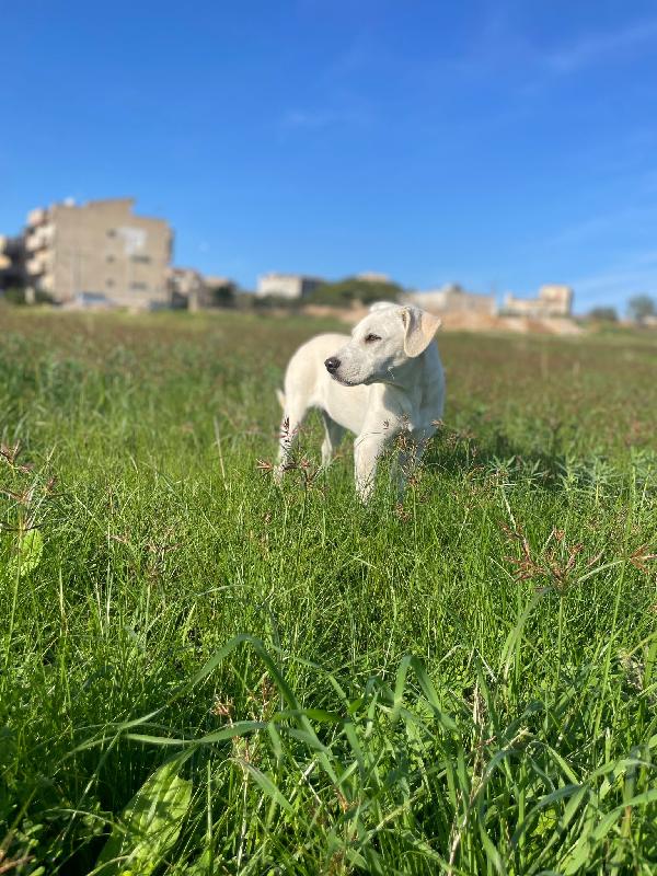 Emily, incrocio labrador bellissima aspetta l'amore di una famiglia Foto 4