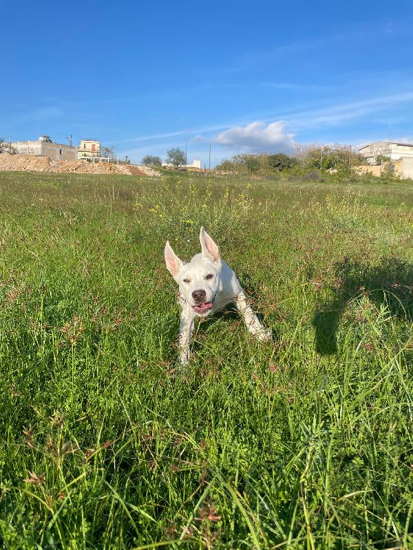Emily, incrocio labrador bellissima aspetta l'amore di una famiglia Foto 5