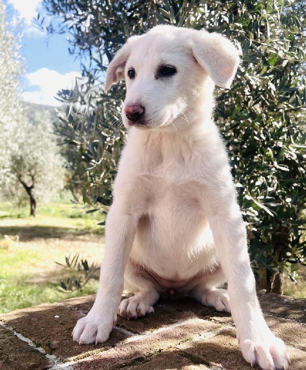 Cuccioli 3 mesi  Foto 3