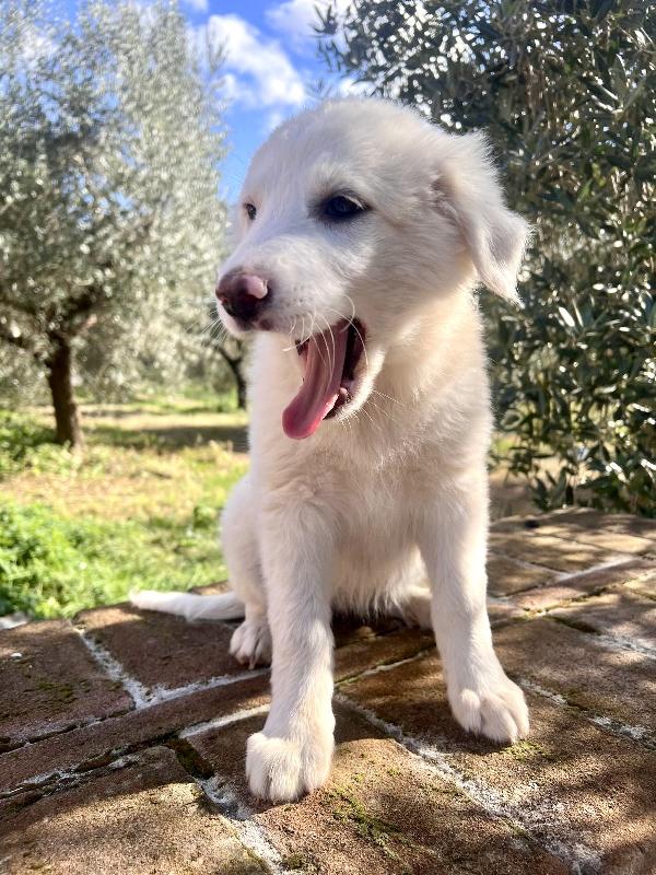 Cuccioli 3 mesi  Foto 4