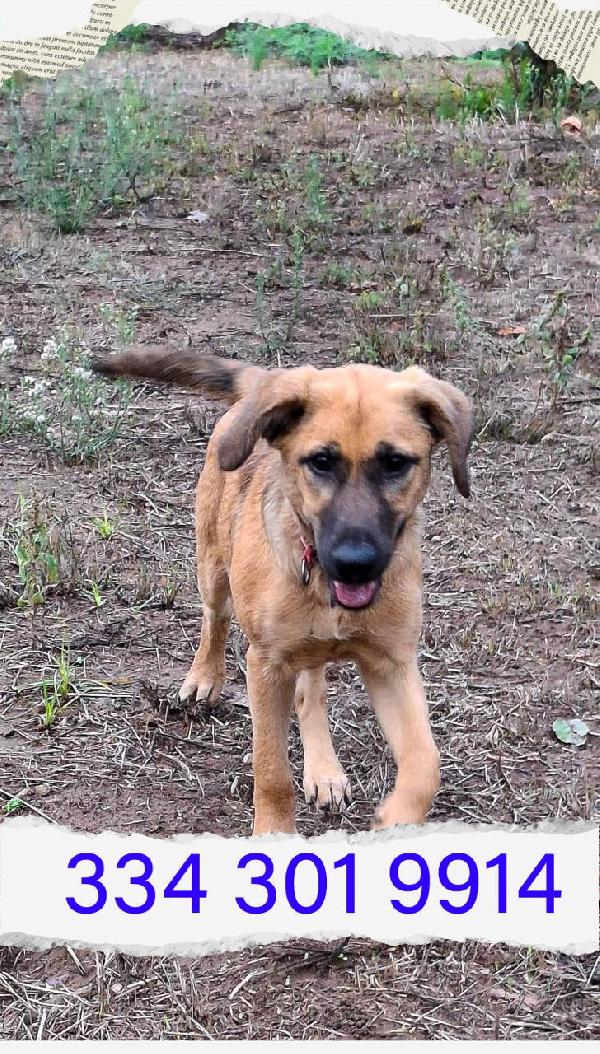 Mora Cucciola Taglia Media Cerca Casa 🏡
