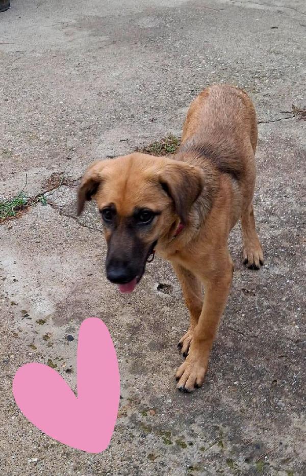 MORA CUCCIOLA TAGLIA MEDIA CERCA CASA 🏡 Foto 3