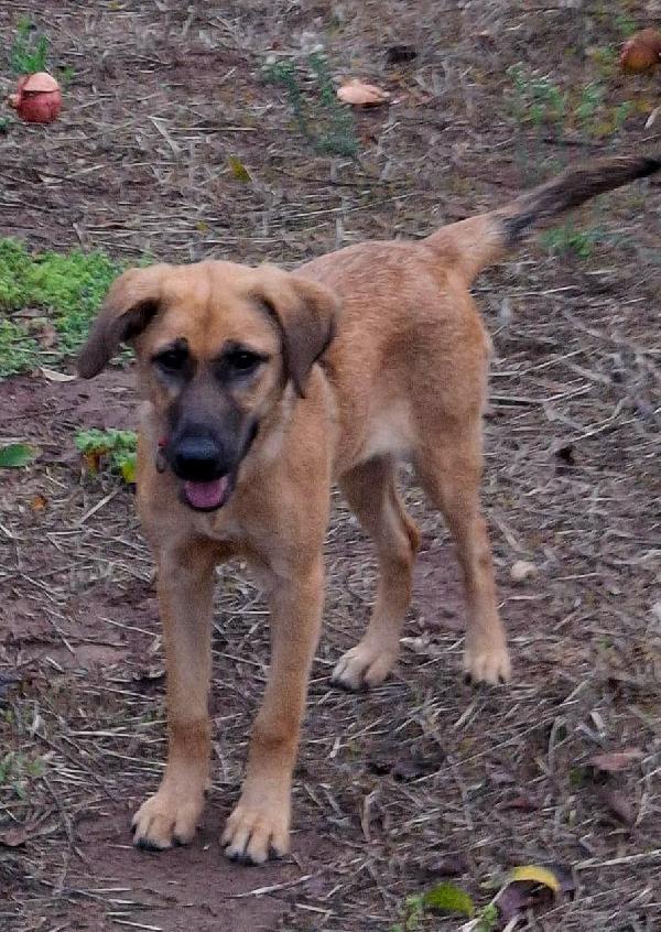 MORA CUCCIOLA TAGLIA MEDIA CERCA CASA 🏡 Foto 5
