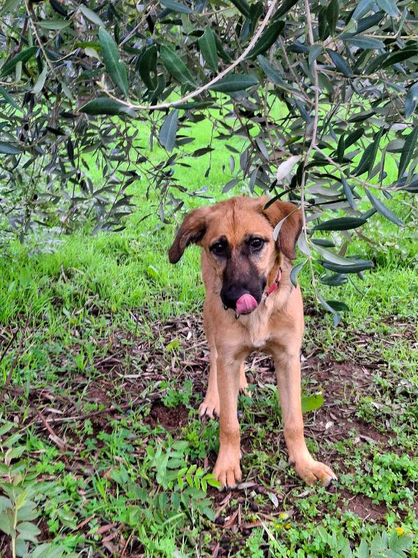 MORA CUCCIOLA TAGLIA MEDIA CERCA CASA 🏡 Foto 9