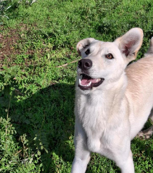 Eris 💗🐶  Cucciola