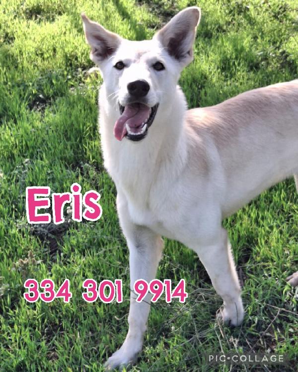 ERIS 💗🐶  cucciola Foto 2