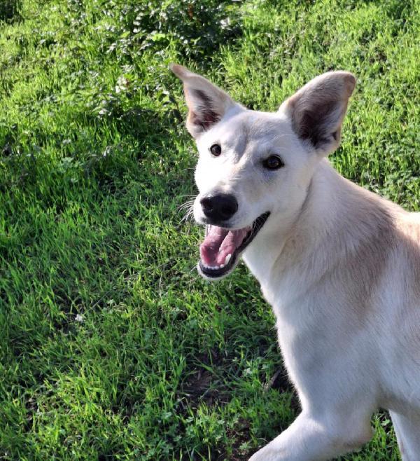 ERIS 💗🐶  cucciola Foto 3