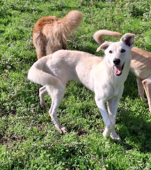 ERIS 💗🐶  cucciola Foto 4