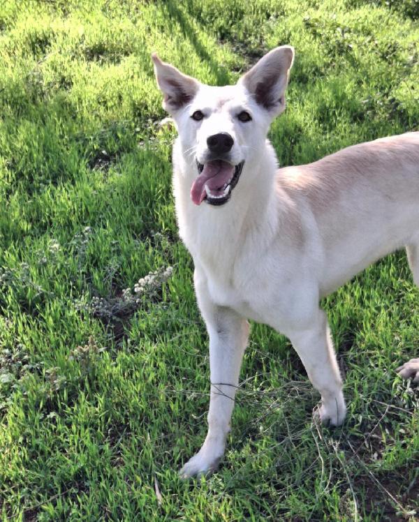 ERIS 💗🐶  cucciola Foto 5