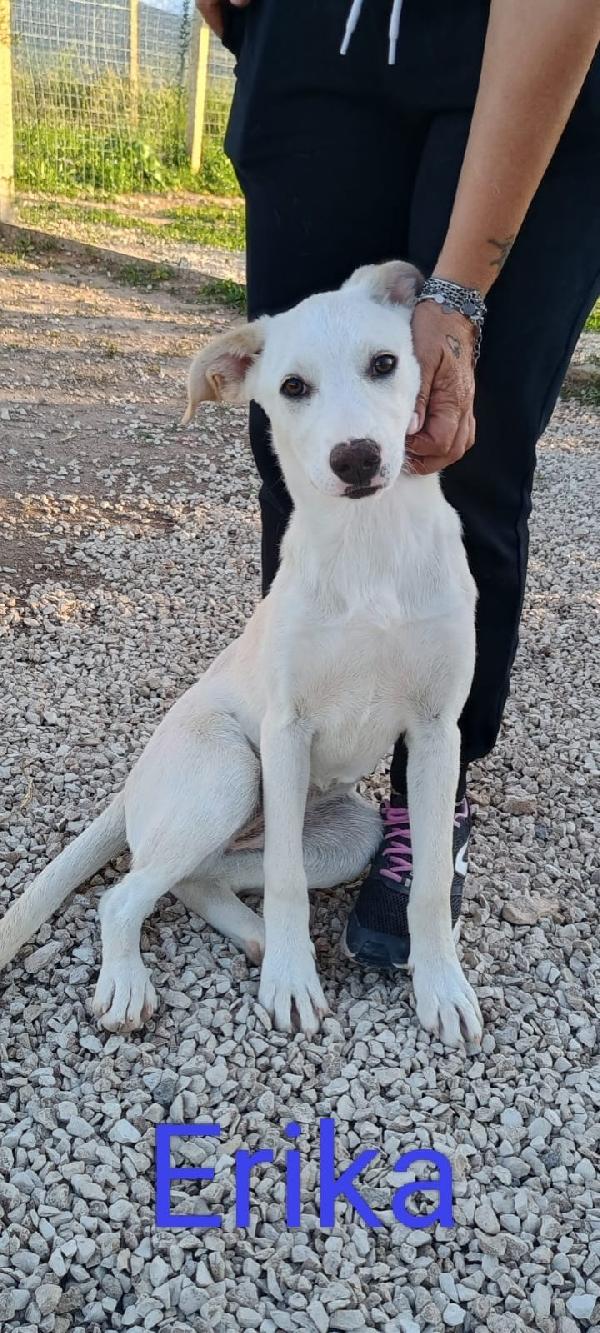 Erika Una Cucciola Da Salvare 