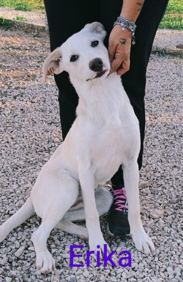 Erika una cucciola da salvare  Foto 2