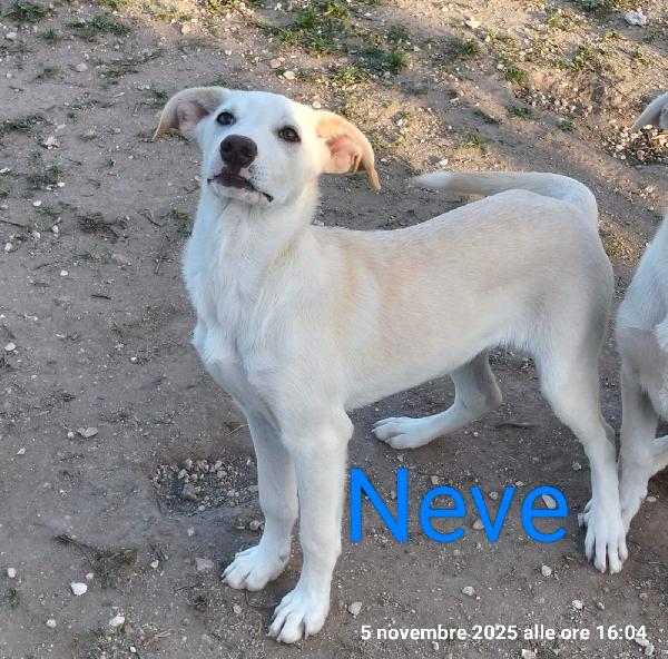 Neve Un Cucciolo Da Salvare 