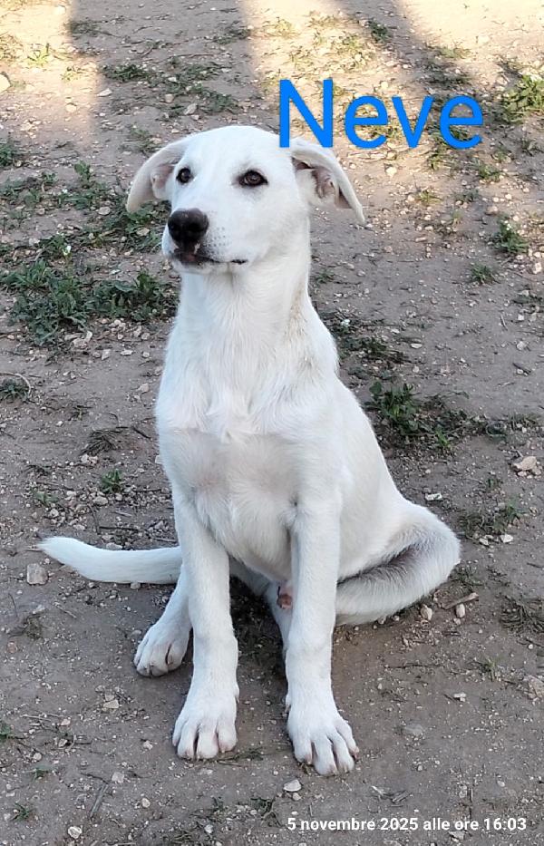 Neve un cucciolo da salvare  Foto 2