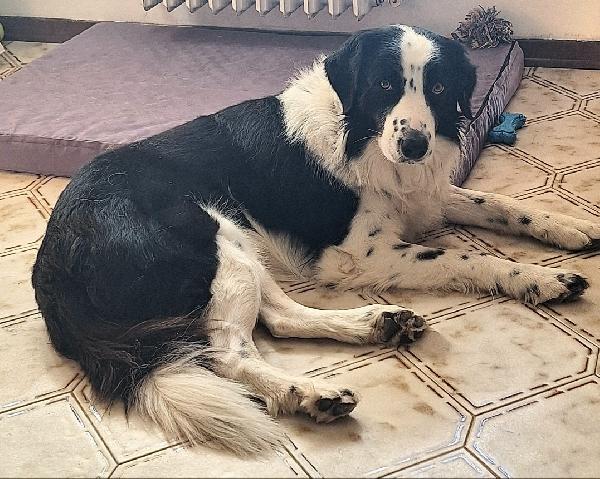 Coopy 3 anni Taglia grande Foto 2