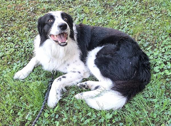 Coopy 3 anni Taglia grande Foto 3