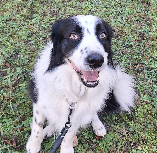 Coopy 3 anni Taglia grande Foto 4