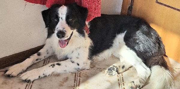 Coopy 3 anni Taglia grande Foto 5